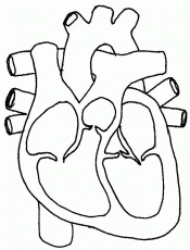 Anatomy coloring pages heart printable heart anatomy coloring pages