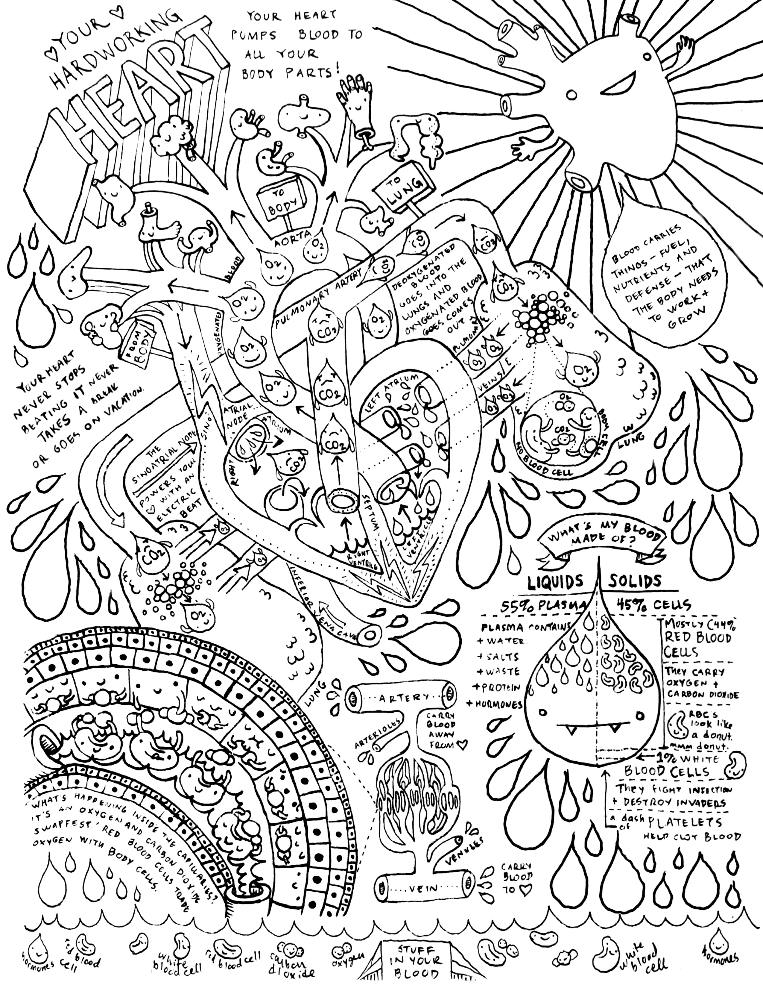 Heart circulatory system coloring page i heart guts