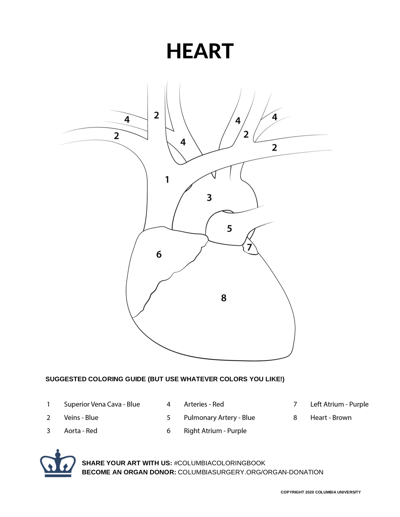 Columbia surgery on x heres something to keep the kids occupied for a bit we made an organ anatomy coloring book donatelifemonth get a printable pdf straight to your inbox httpstcofmfklukfk and