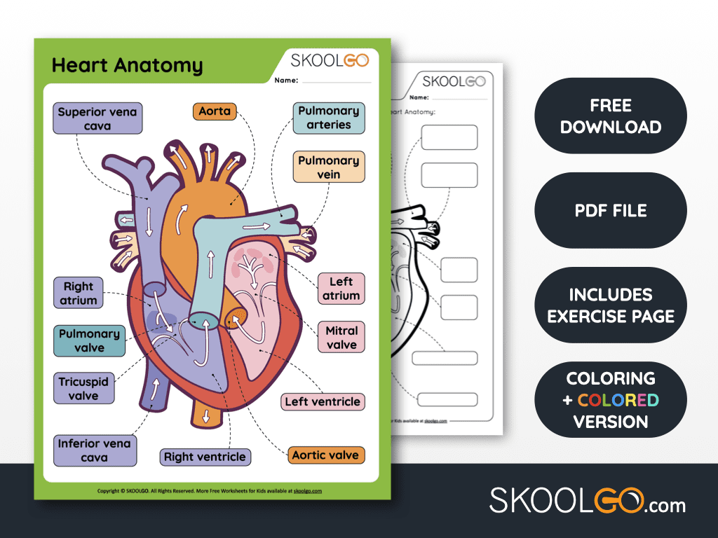 Heart anatomy