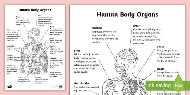 Free printable anatomy and physiology colouring page