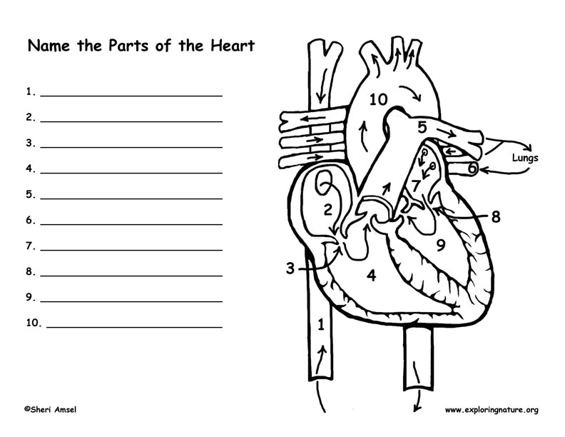 Heart and blood flow labeling page