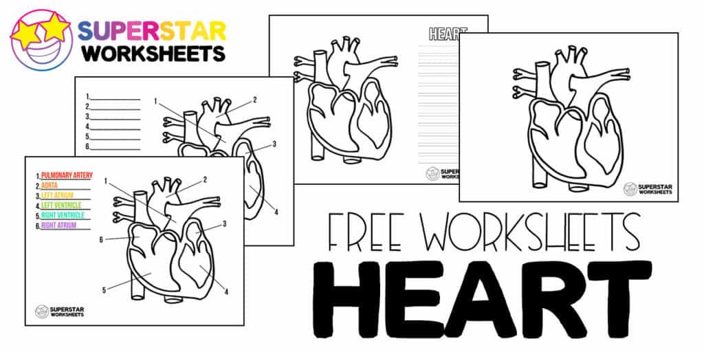 Heart worksheets