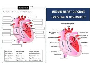 Heart anatomy diagram coloring and worksheets by kktptstore tpt