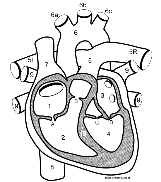 Learn the anatomy of the heart