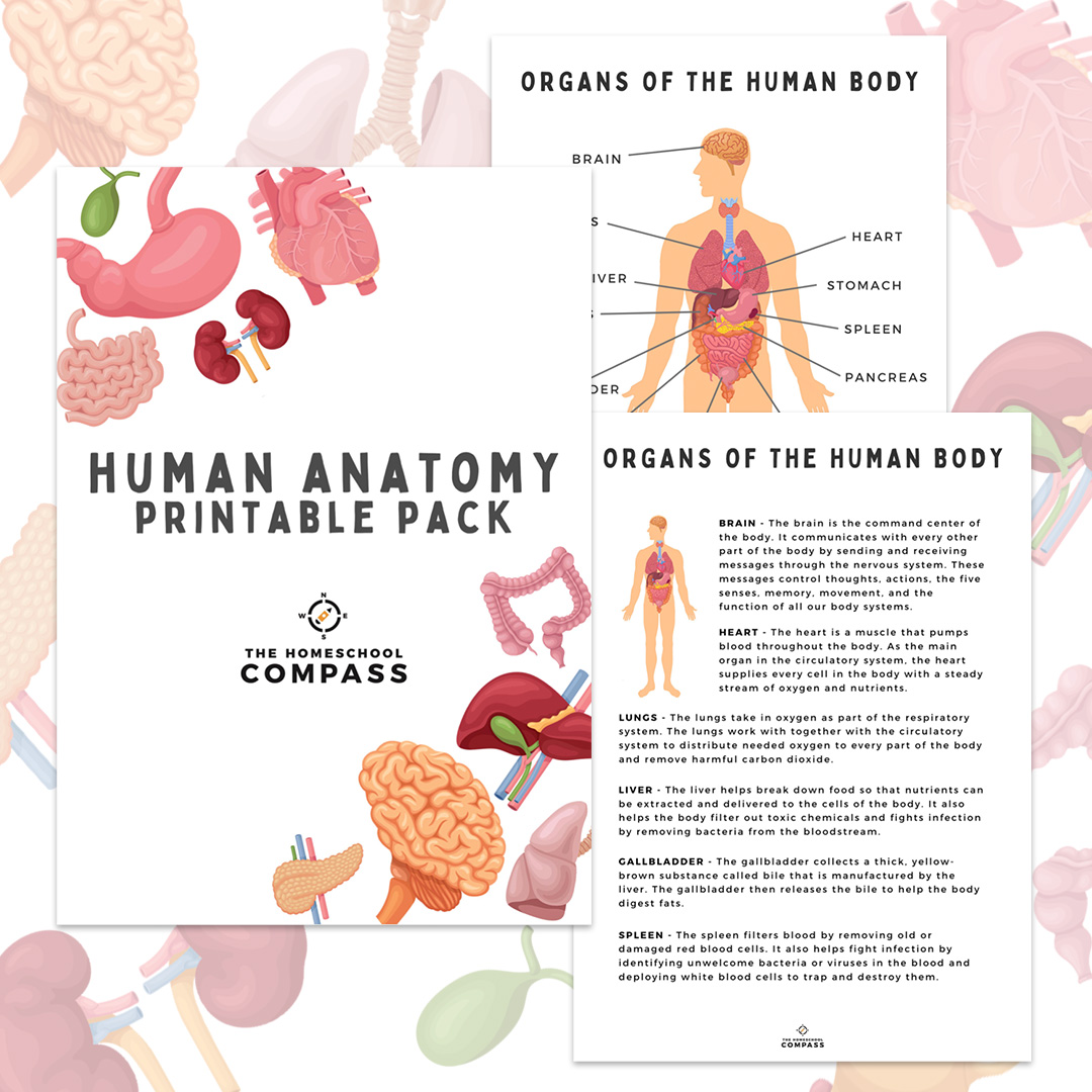 Free human anatomy printable pack