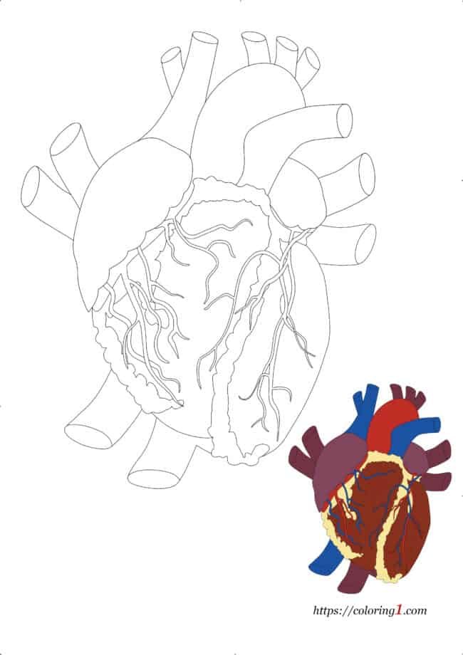 Heart coloring pages