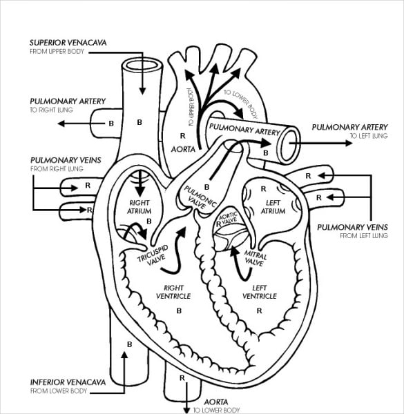 Heart diagram â free printable word excel eps psd download