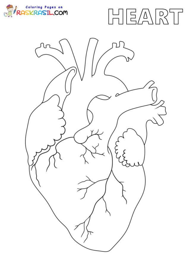 Anatomy coloring pages printable for free download