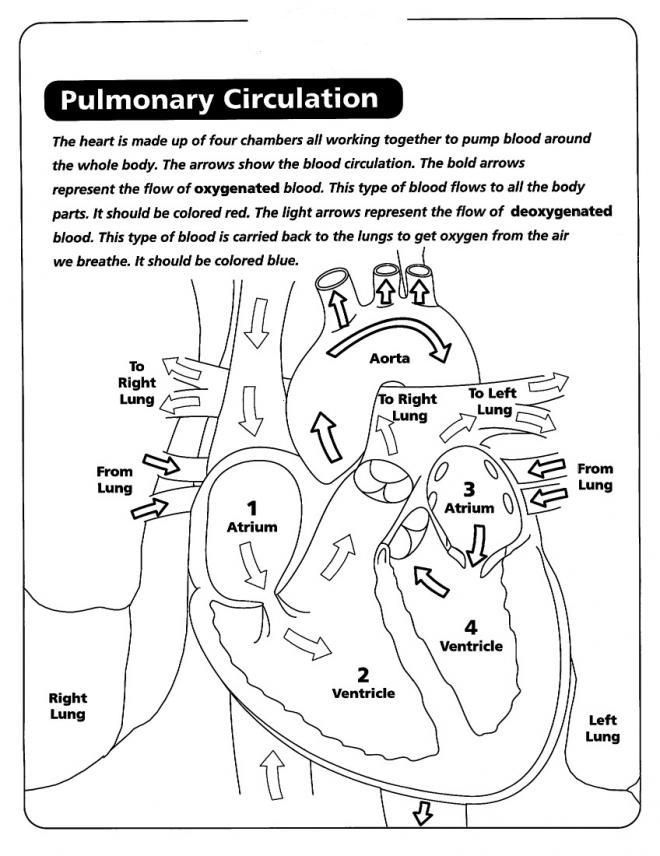 Anatomy and physiology parent submitted easy peasy all