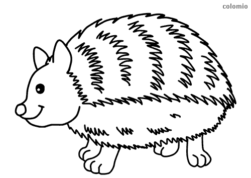 Hedgehogs coloring pages free printable hedgehog coloring sheets