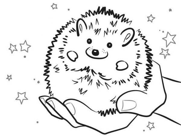 Hedgehog colouring sheet