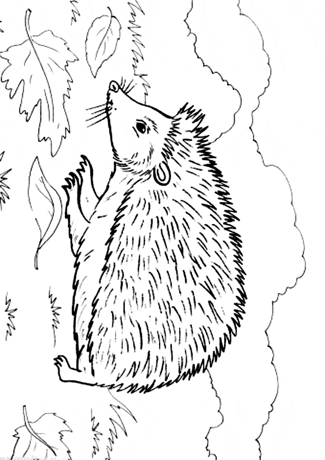 Hedgehog coloring page