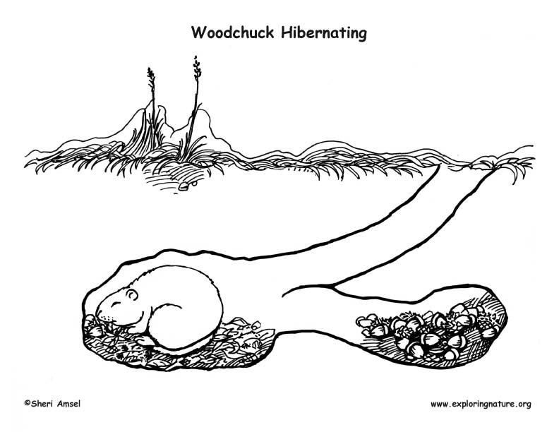 Woodchuck hibernating in den â coloring nature