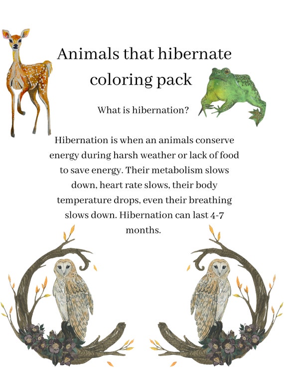 Hibernation coloring pack preschool worksheets homeschool activities fun learning coloring pages printables secular homeschool instant download