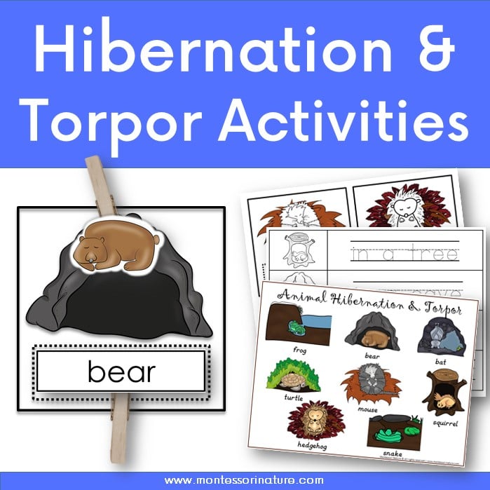 Animal hibernation and torpor cards