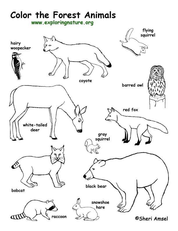 Forest animals for coloring