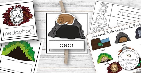 Animal hibernation and torpor cards