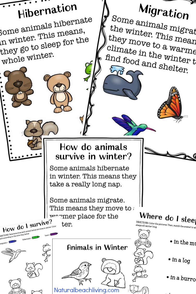 Winter animals for preschool activities