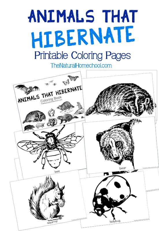 Animals that hibernate in winter printable coloring book