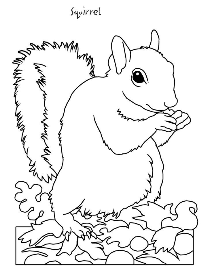 Squirrel coloring page hibernation squirrel coloring page animal coloring pages animal coloring books