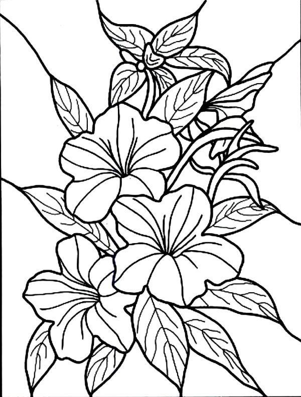 Hibiscus coloring pages pdf to print