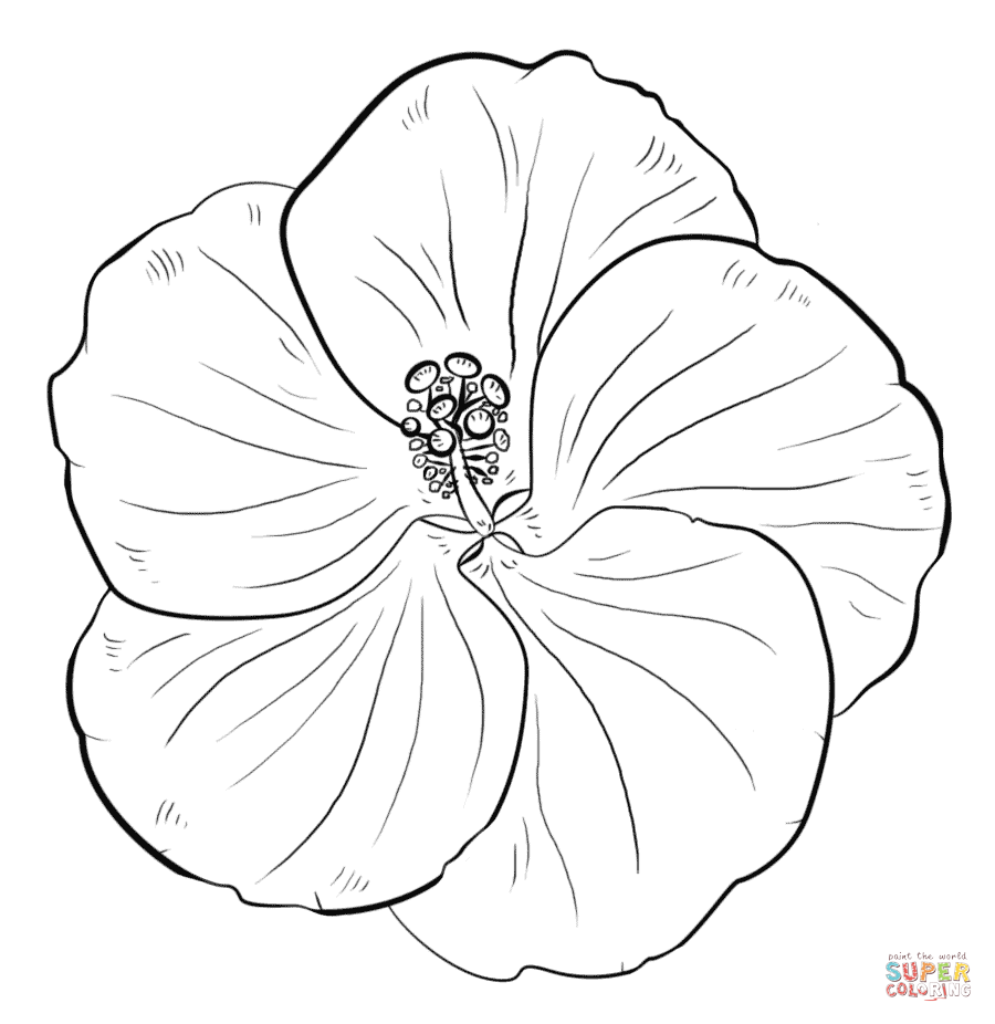 Yellow hibiscus coloring page free printable coloring pages