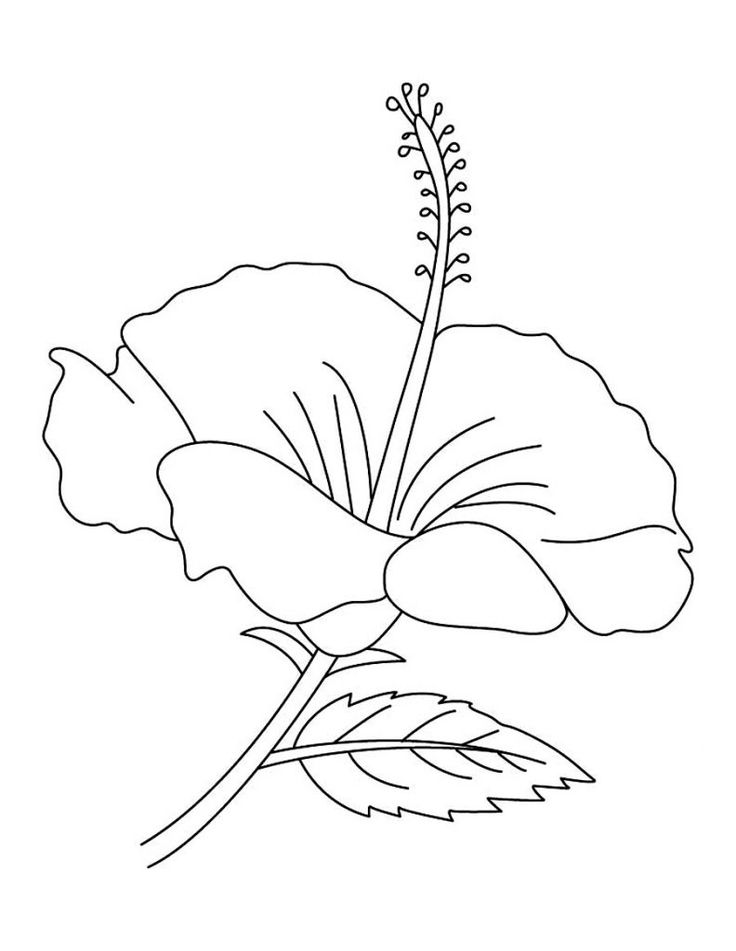 Free printable hibiscus coloring pages for kids flower drawing coloring pages flower coloring pages