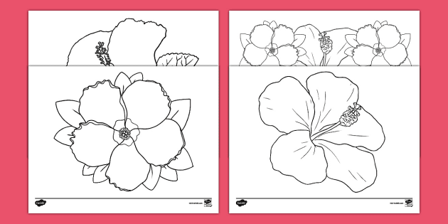 Free hibiscus coloring sheets teacher