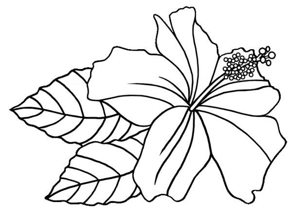 Hibiscus coloring pages flower coloring pages sunflower coloring pages flower printable