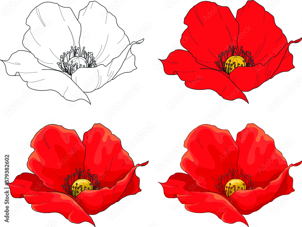 Realistic poppy flower template set bright hibiscus vector illustration in color and black and white color scheme for games background pattern decor print for fabrics coloring paper page book vector