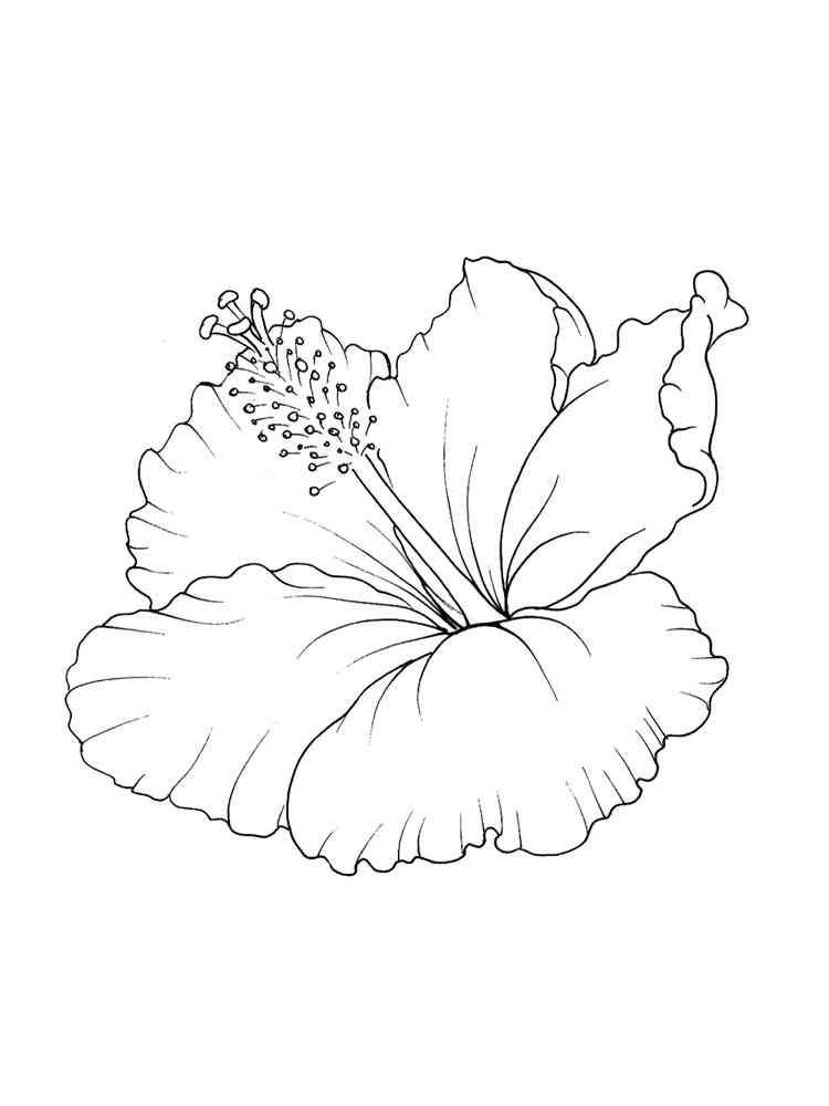 Hibiscus flower coloring pages download and print hibiscus flower coloring pages hibiscus flower drawing flower drawing hibiscus