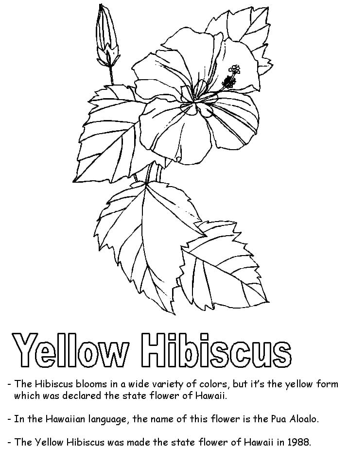 Yellow hibiscus flower coloring page