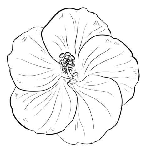 Yellow hibiscus coloring page free printable coloring pages
