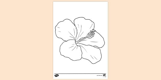 Hibiscus flower colouring sheet colouring sheets