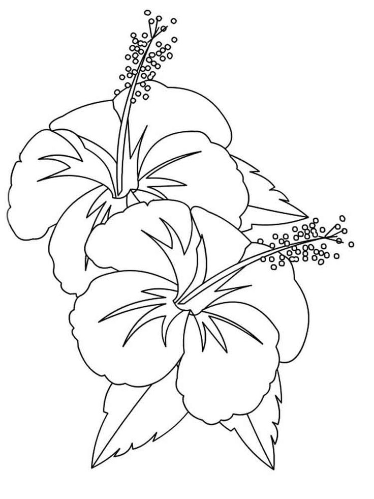 Hibiscus images for color flower coloring pages flower drawing printable flower coloring pages