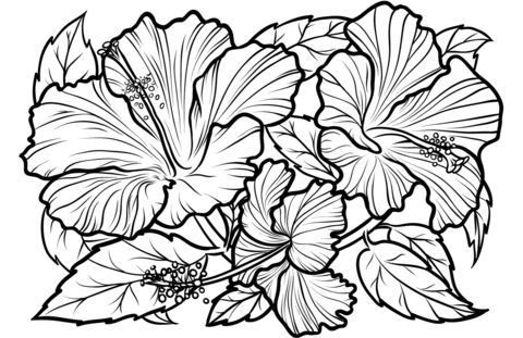 Hibiscus coloring page free printable coloring pages