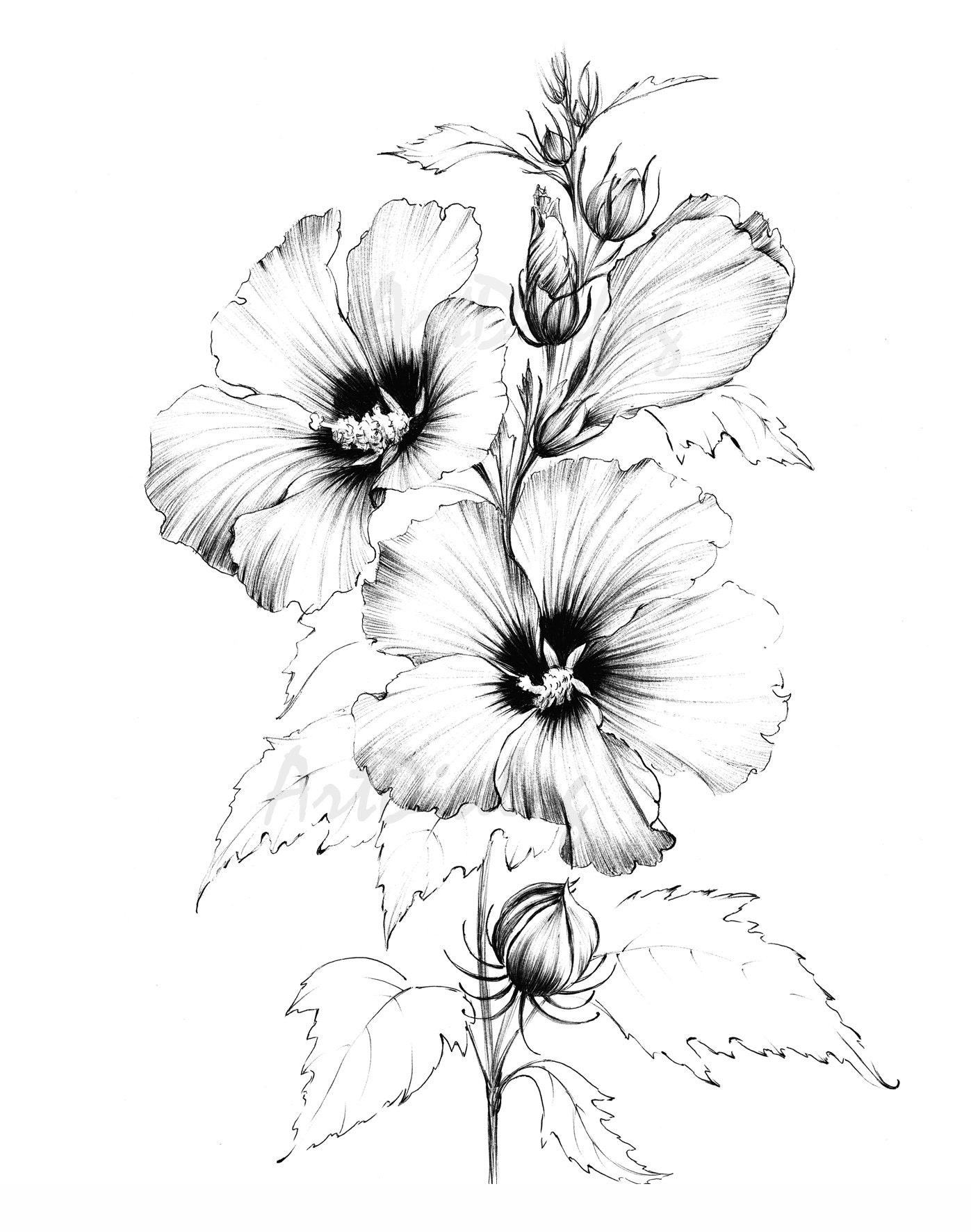 Hibiscus sketch line drawing coloring page clipart large botanical art a print a black white official flower hawaii tea flower