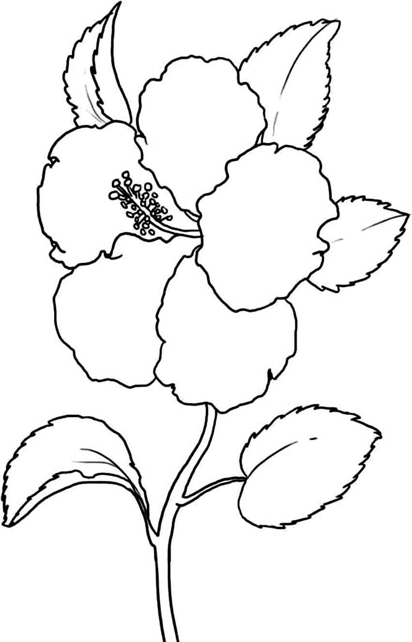 Free printable hibiscus coloring pages for kids