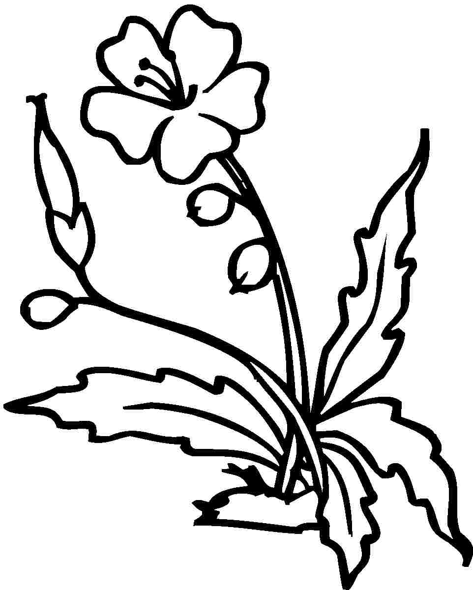 Free printable hibiscus coloring pages for kids