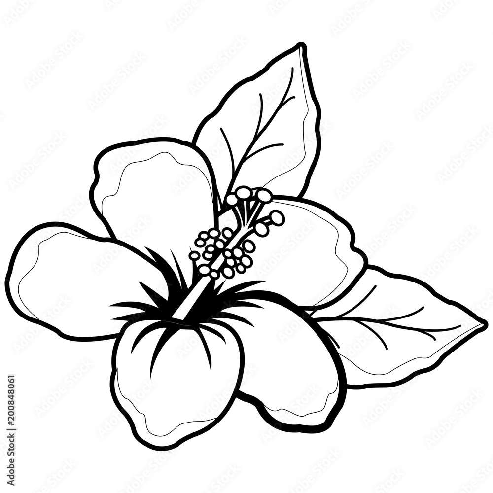Hawaiian hibiscus flower vector black and white coloring page vector