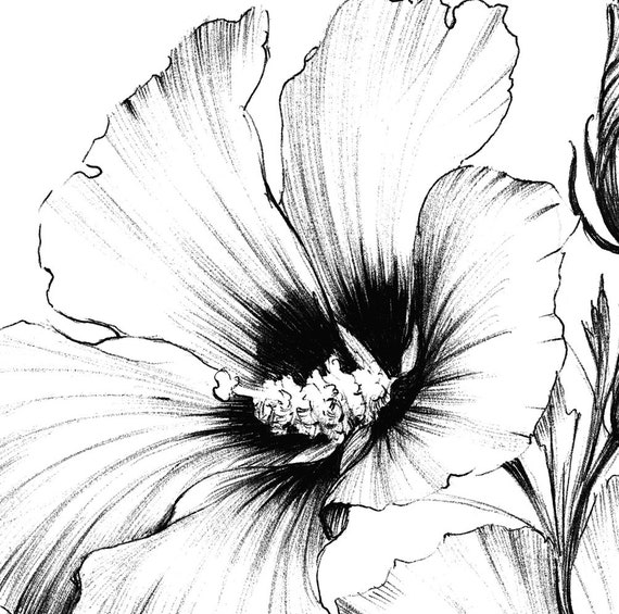 Hibiscus sketch line drawing coloring page clipart large botanical art a print a black white official flower hawaii tea flower