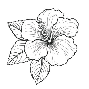 Hibiscus drawing png transparent images free download vector files