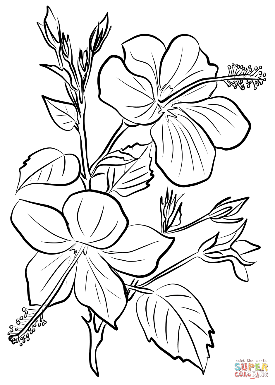 Hibiscus coloring page free printable coloring pages
