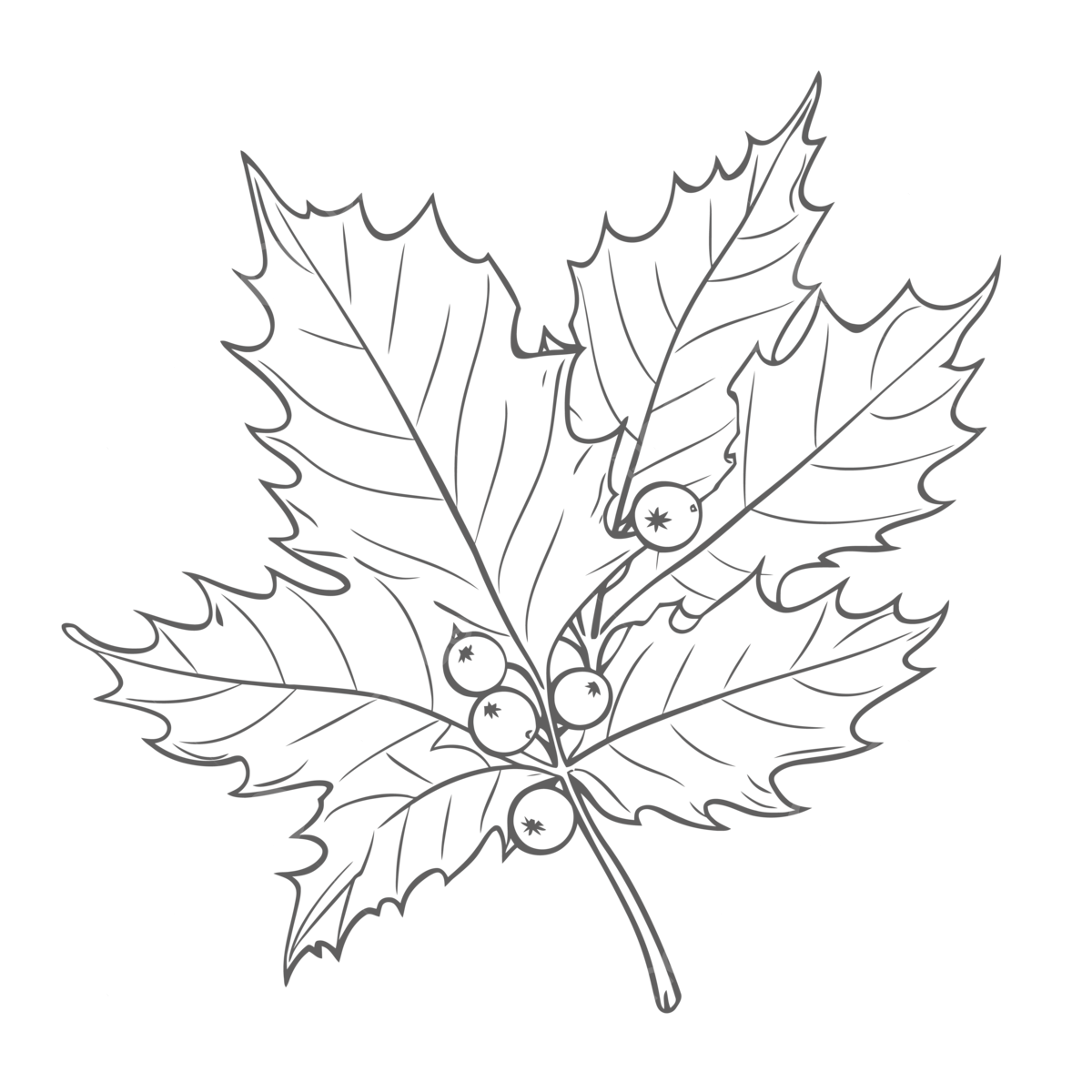 Holly leaf coloring page with berries outline sketch drawing vector leaf drawing wing drawing ring drawing png and vector with transparent background for free download