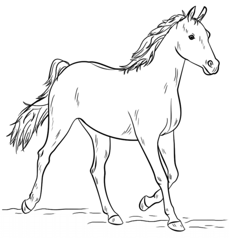 Grey arabian horse coloring page free printable coloring pages