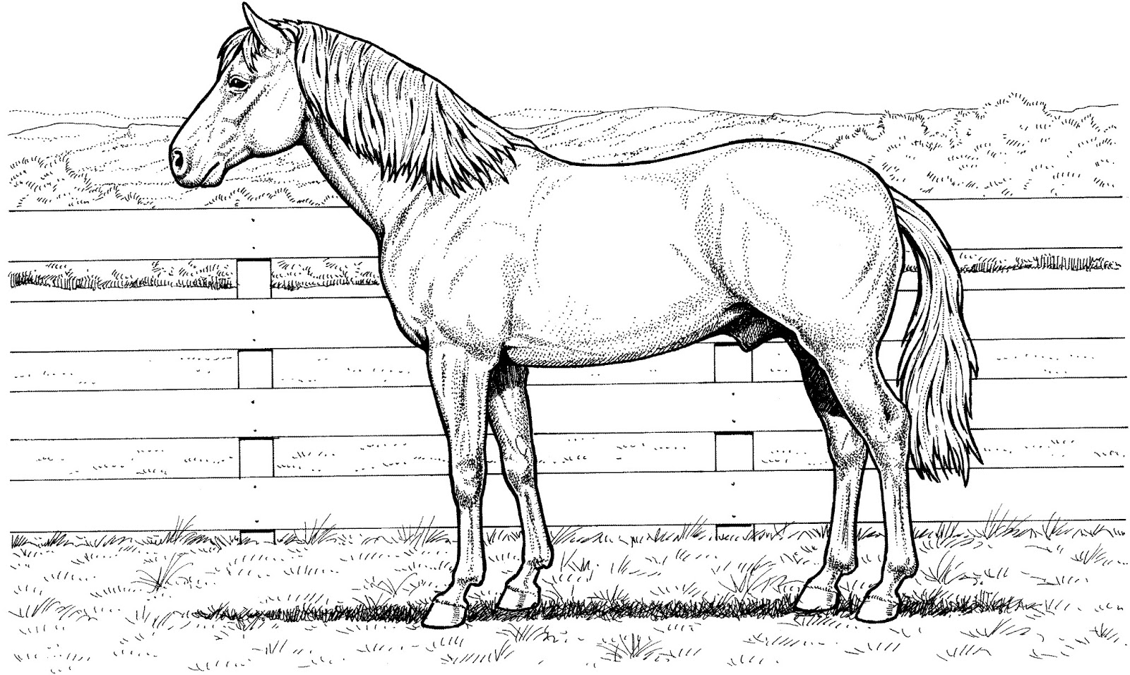 Horse coloring pages for adults