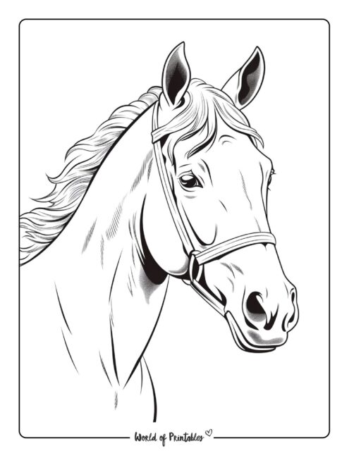 Horse coloring pages for kids adults