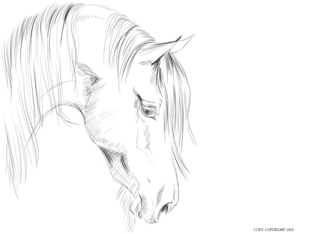 Natari horse head sketch by cruel