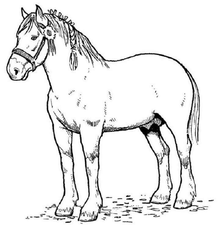 Free printable horse coloring pages for kids